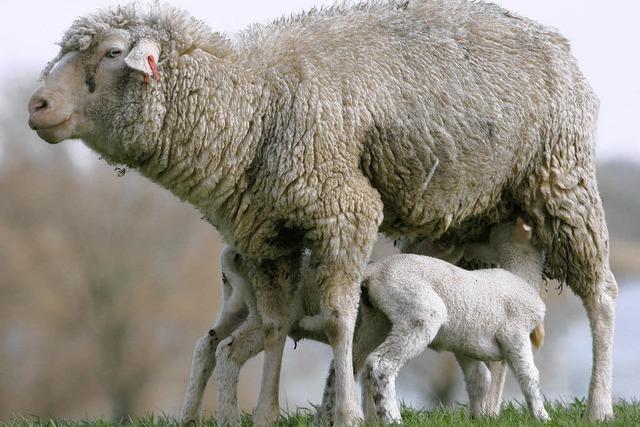 Die strahlenden Schafe von Conwy