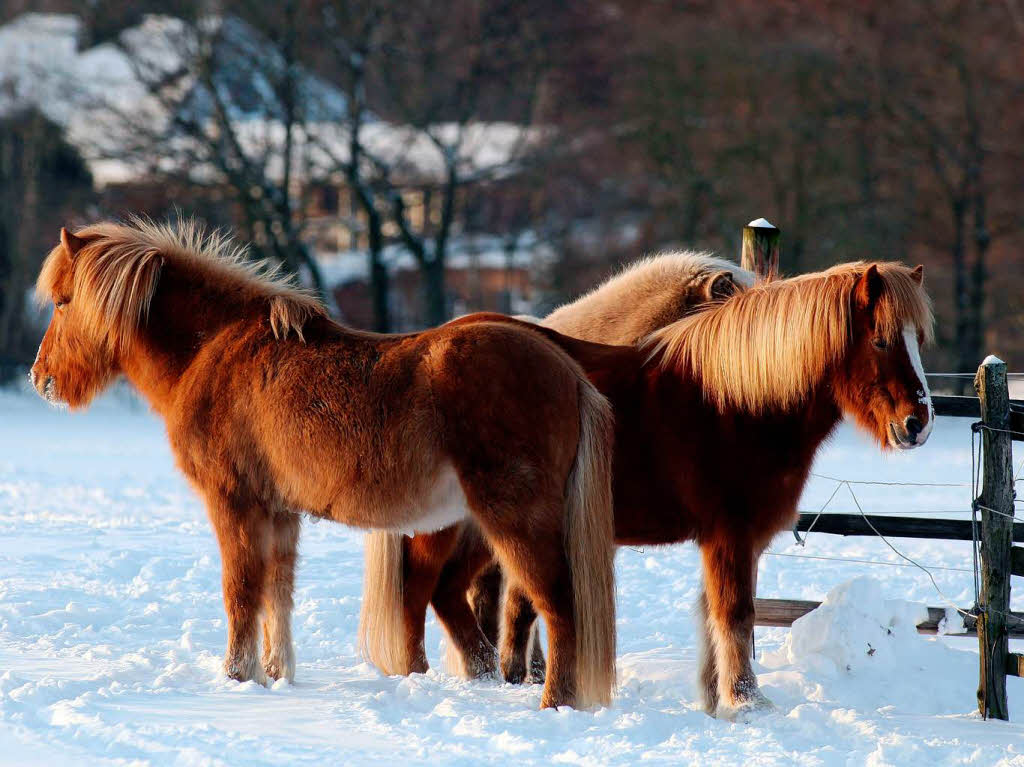 Pferde stehen  auf einer zugeschneiten Koppel in der Nhe von Bad Segeberg.