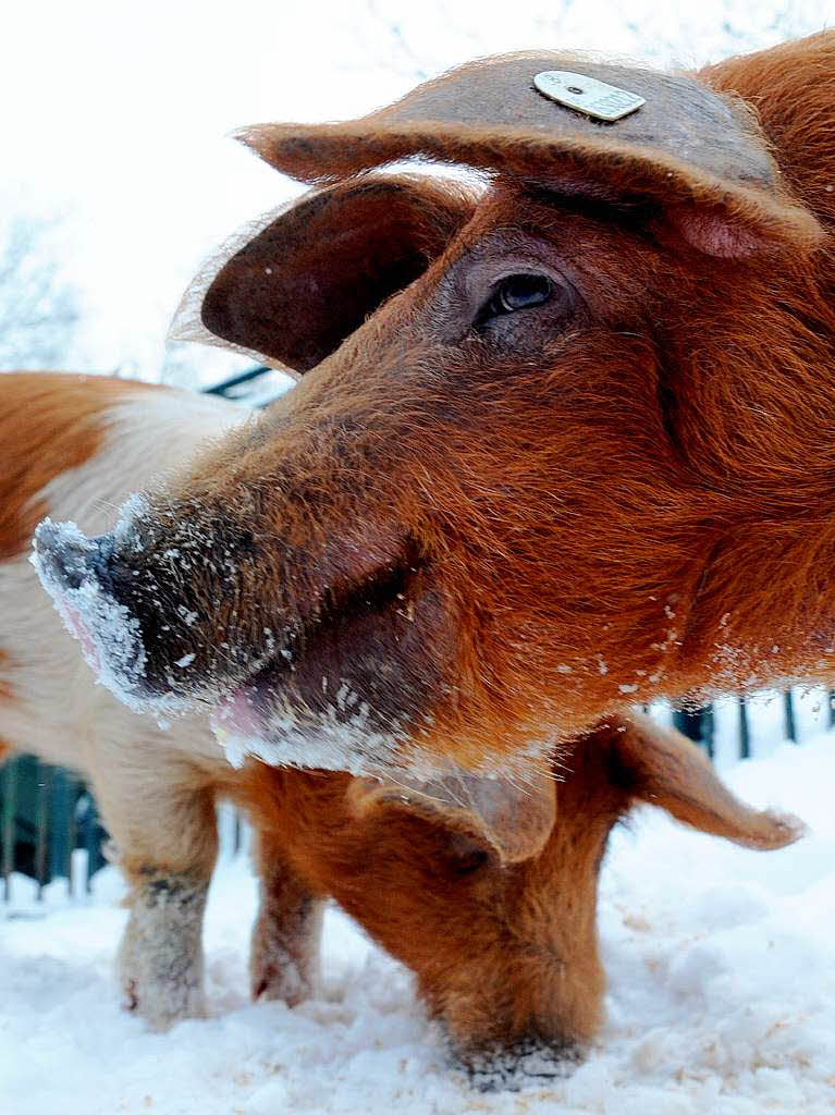 Nach Futter suchen zwei Rotbunte Ferkel im Berliner Zoo in ihrem Gehege im Schnee.