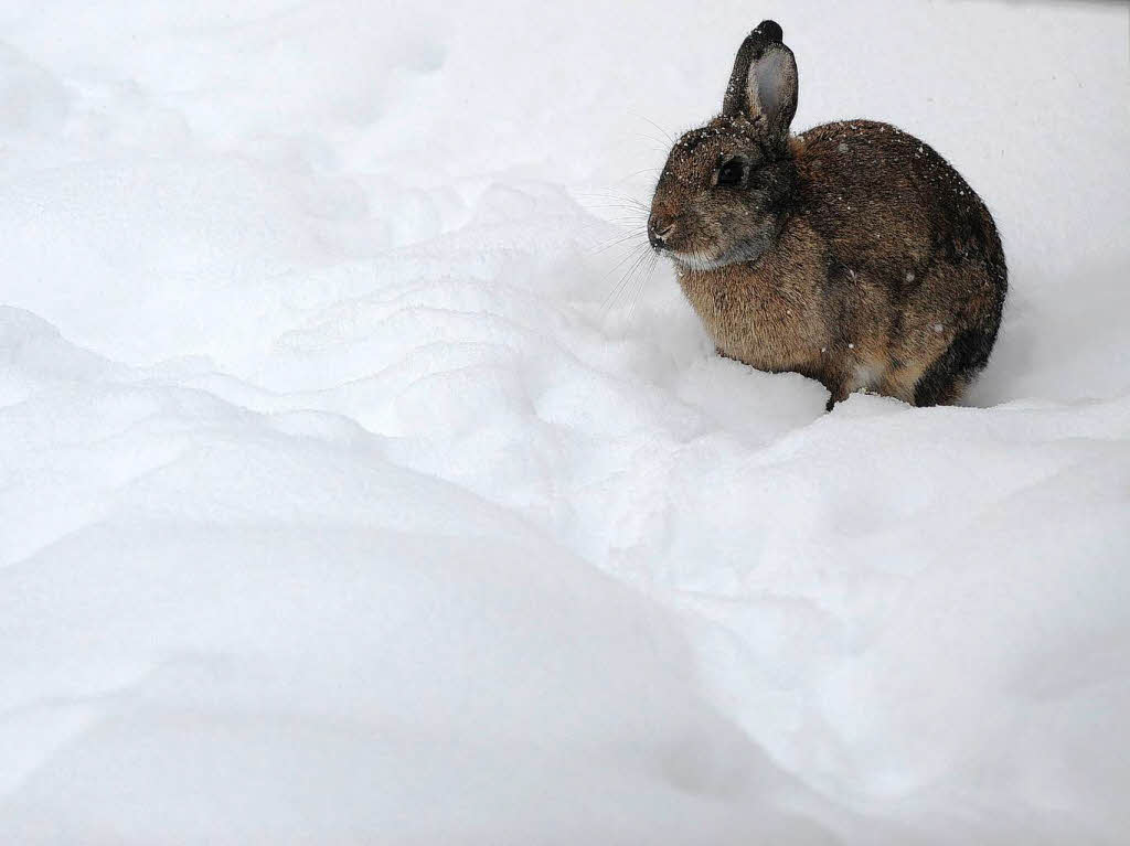 Ein Kaninchen sitzt  in Kln im Schnee.