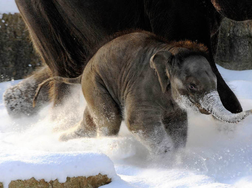Das fnf Monate alte Elefantenbaby "Felix" spurtet  whrend eines Ausflugs an der Seite von Mutter Califa im Neuschnee im Zoo Hannover