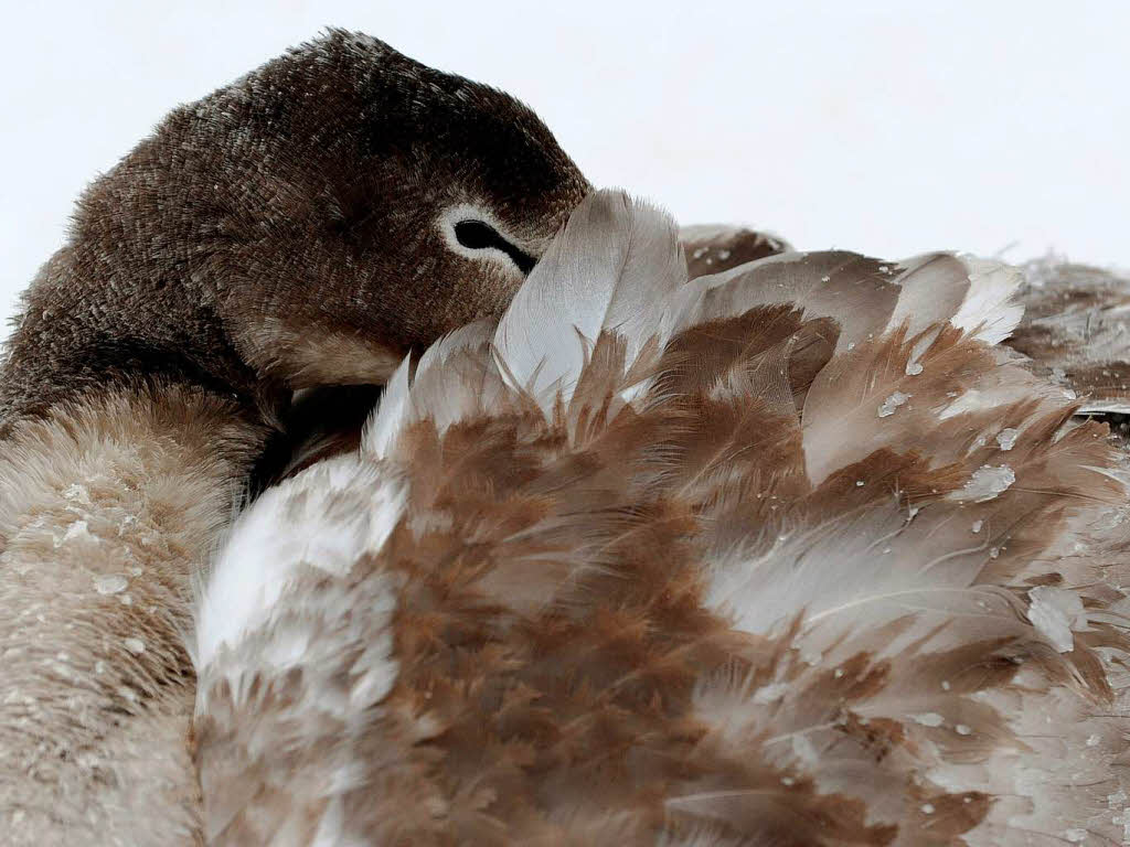 Ein Schwan schtzt sich am Ostseestrand bei Laboe vor dem kalten Wind, indem er seinen Schnabel unter seinen Federn versteckt.