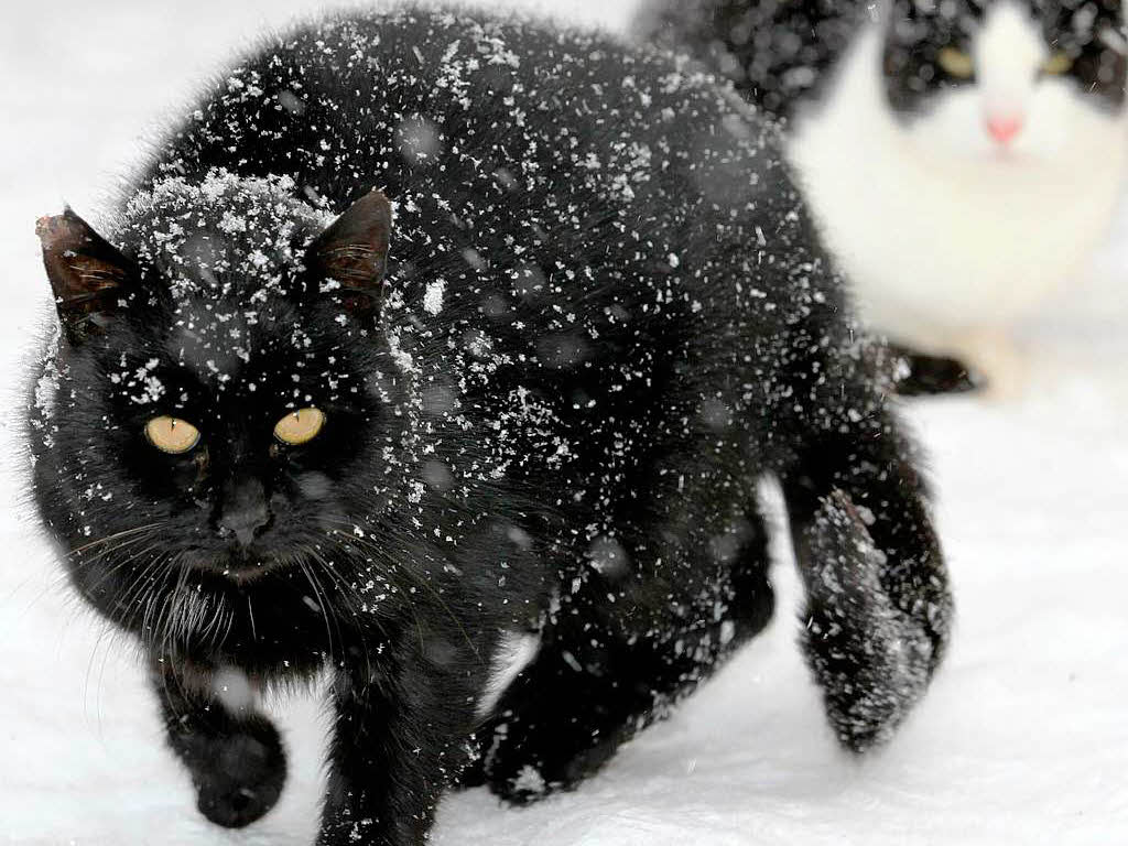 Im Tierheim Schlage bei Rostock sind Katzen im Schnee unterwegs.