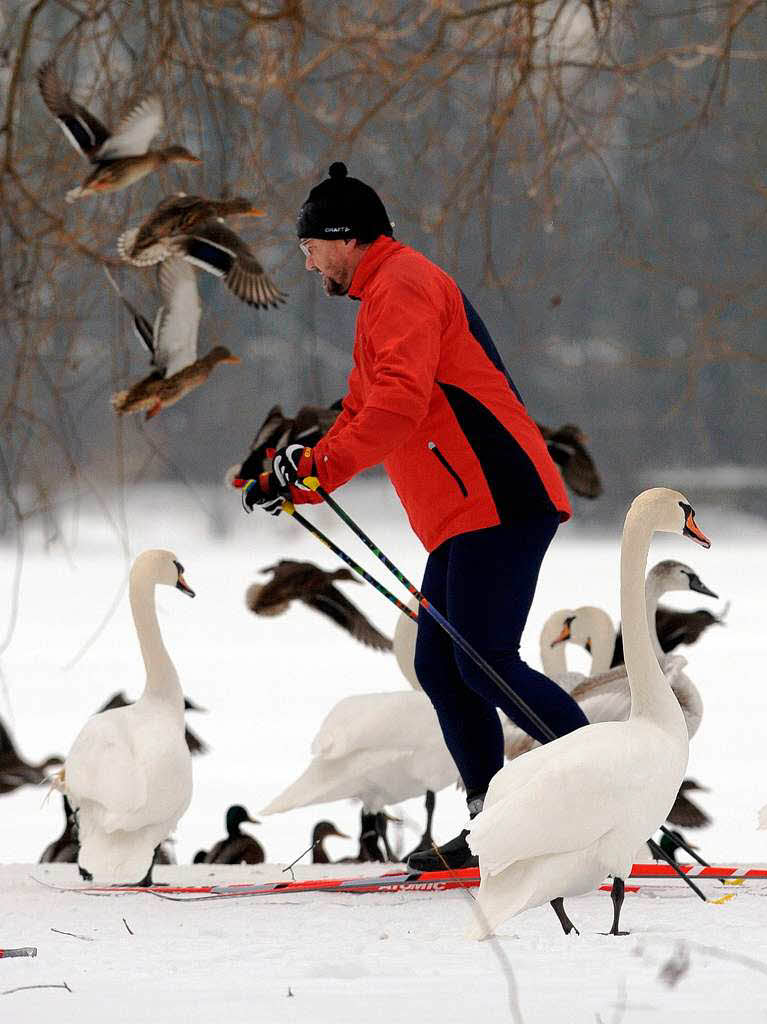 Ein Skilufer zieht seine Bahn zwischen Enten und Schwnen am Maschsee in Hannover