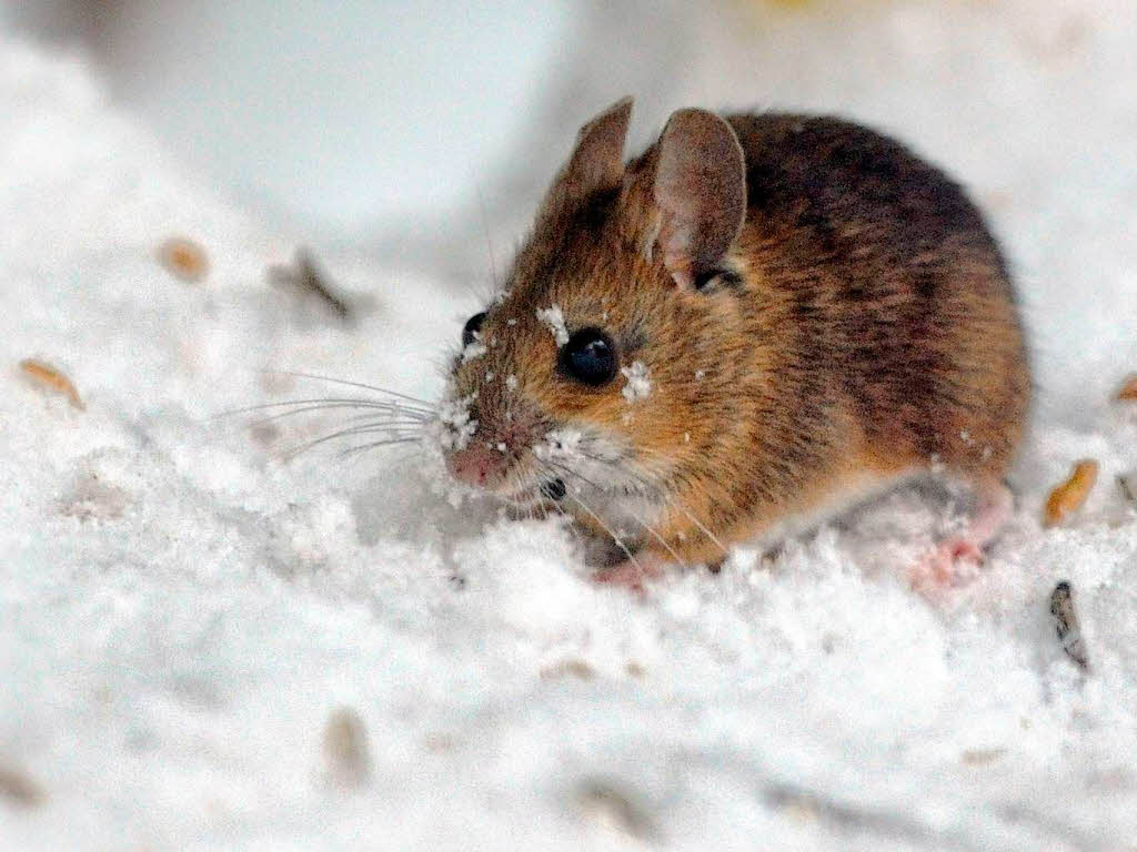 Mit Schneeflocken im Fell frisst eine Maus das Vogelfutter in einem Garten in Hannover.