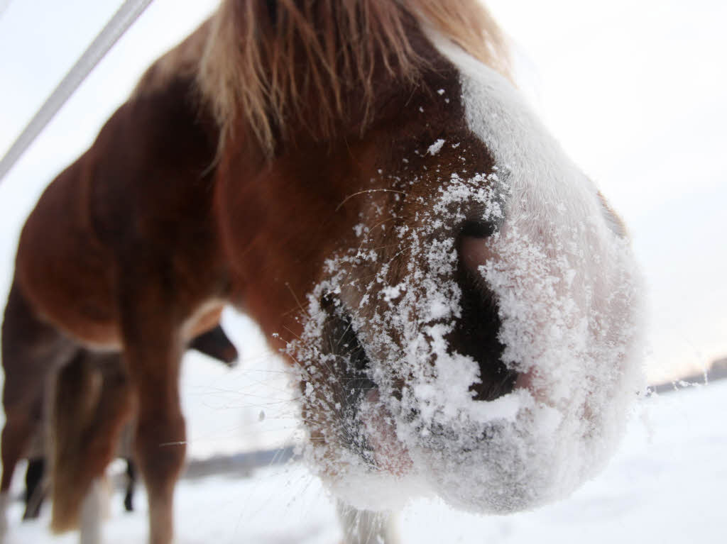 Schneekus: Ein Pferd  auf einer zugeschneiten Koppel in der Nhe von Bad Segeberg.
