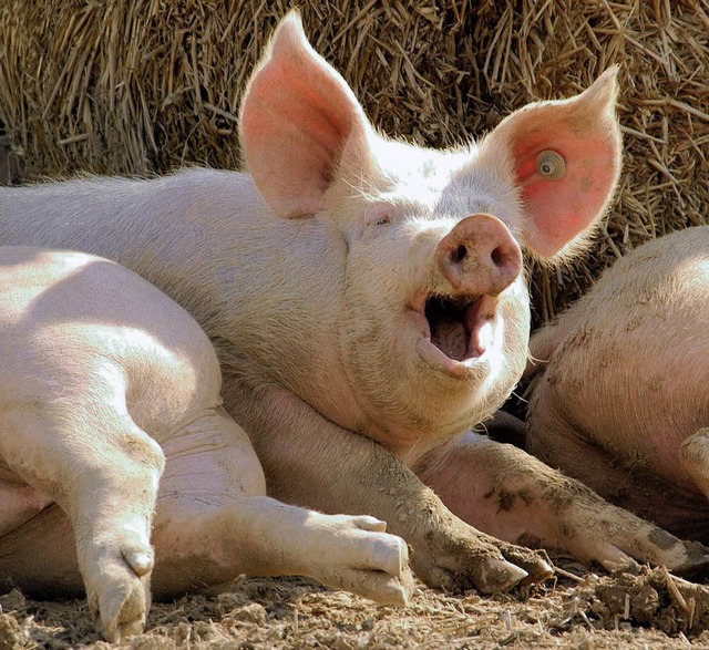 Ich bin doch nicht dumm, sagt  das Schwein. Ich fress&#8217; doch Spargroschen.   | Foto: dpa/Fotolia