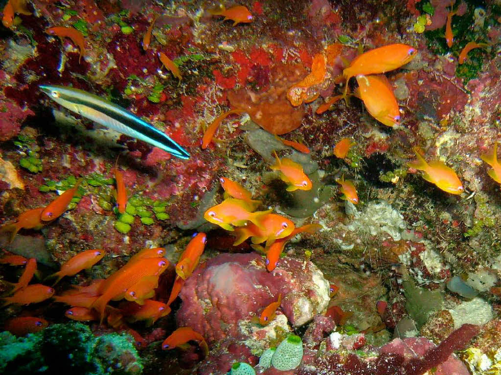 Abtauchen in die Weltmeere: Hier zeigt sich eine faszinierende Vielfalt an Pflanzen und Tieren