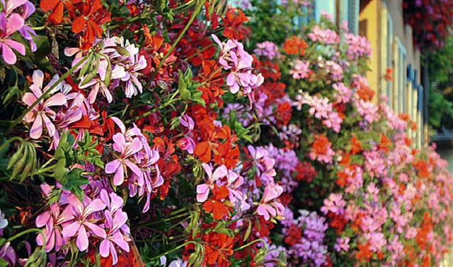 Blumen sollen Breisachs Stadtbild verschnern.   | Foto: trul