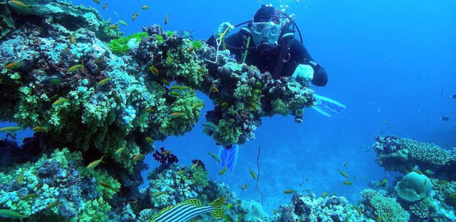 Burkhard Hentschel erkundet das Unterw... in den Korallenriffen der Malediven.   | Foto: Privat