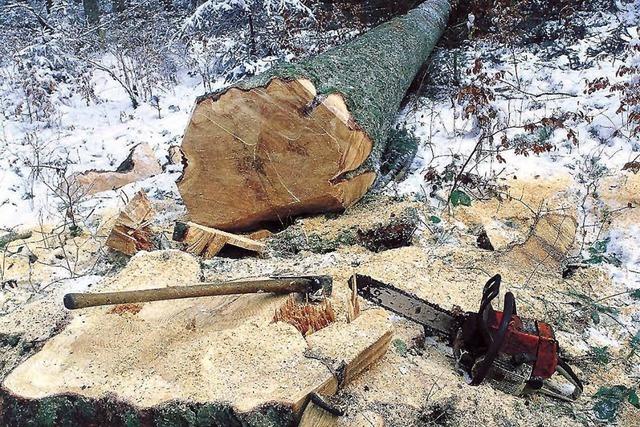 Der Wald, kostbar und teuer