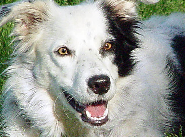 Border-Collie Chaser  | Foto: dpa