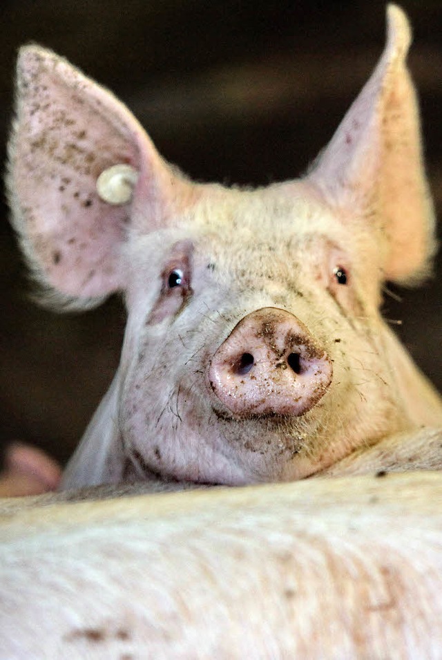 Schwein gehabt, wer dieser Tage Vegane...er wurden 4700 Betriebe geschlossen.    | Foto: dpa