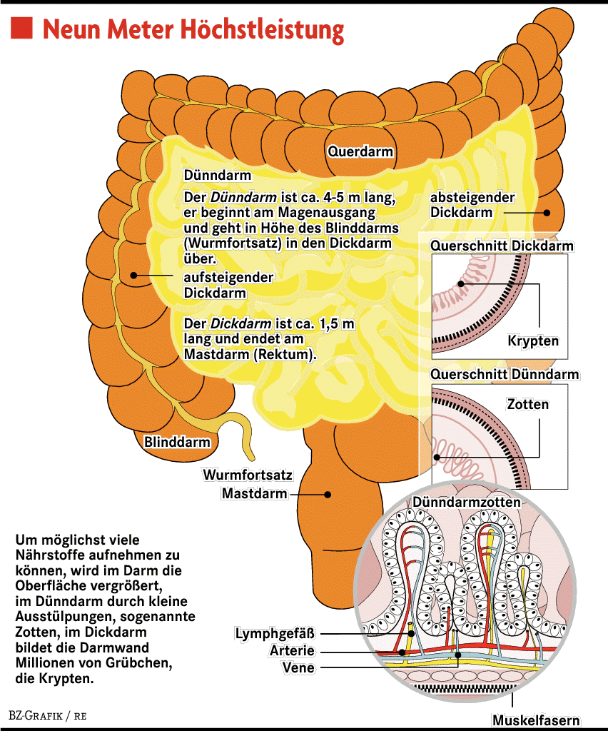 Der Darm - ein Sensibelchen im Bauch - Gesundheit & Ernährung