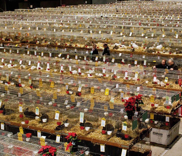 Kfig an Kfig: 5200 Kaninchen wurden ...ertet, ausgezeichnet und ausgestellt.   | Foto: Fotos: Schneider