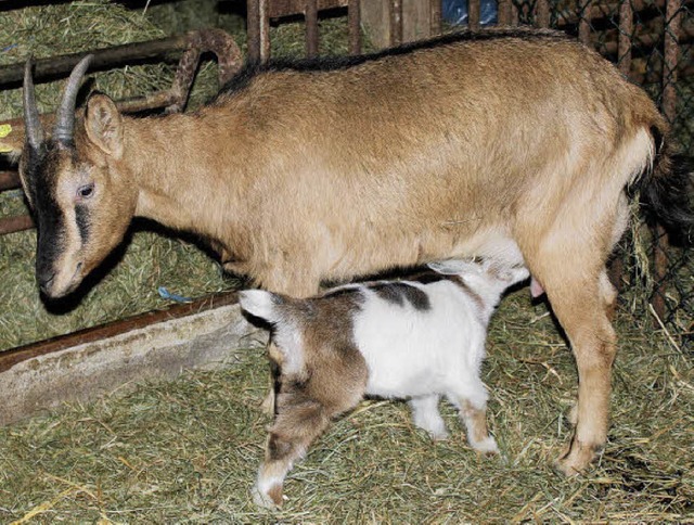 Ziegenmama Mekka mit Klein-Mxli, der ...8222;Zapfstelle&#8220; krftig nutzt.   | Foto: Siegfried Markstahler