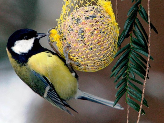 Die Kohlmeise bleibt auch im Winter  | Foto: dpa