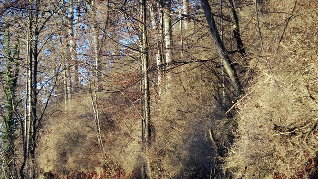 Die Forstliche Versuchs- und Forschuns... Buchswald in Grenzach-Wyhlen retten.   | Foto: Ralf Staub