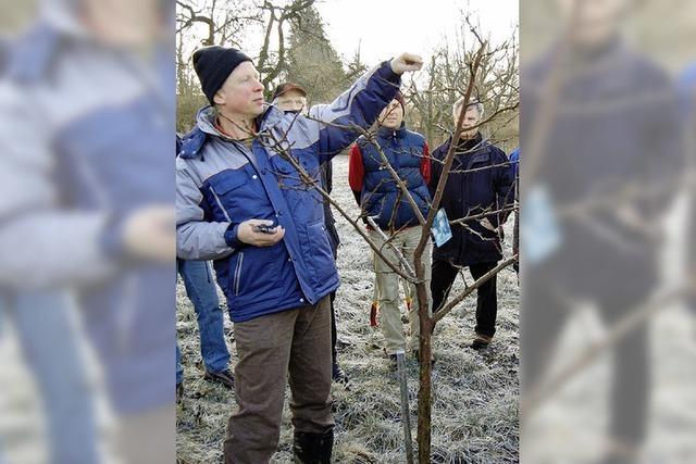 Obstbaumschnitt: Was zu beachten ist