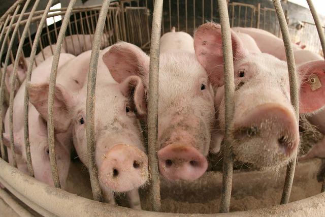 Dioxin-Skandal: Belastetes Schweinefleisch im Handel?