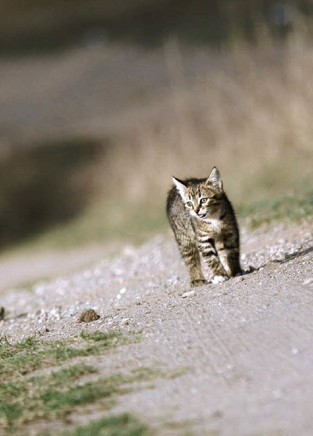 Katzen sind viel unterwegs ? und leider kann ihnen dabei auch einiges passieren  | Foto: fotolia.com/Alex Krylov