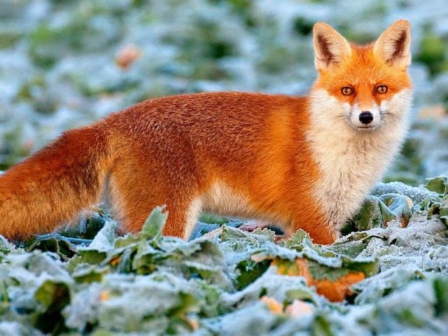 Ganz schn gerissen: der Fuchs. (Archivbild)  | Foto: dpa