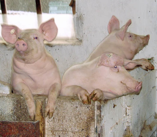 Glckliche Schweine: Im Hochschwarzwald sind die Futtertrge sauber.   | Foto: Christa Maier