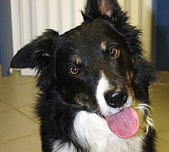 Border-Collie Charro  | Foto: Privat