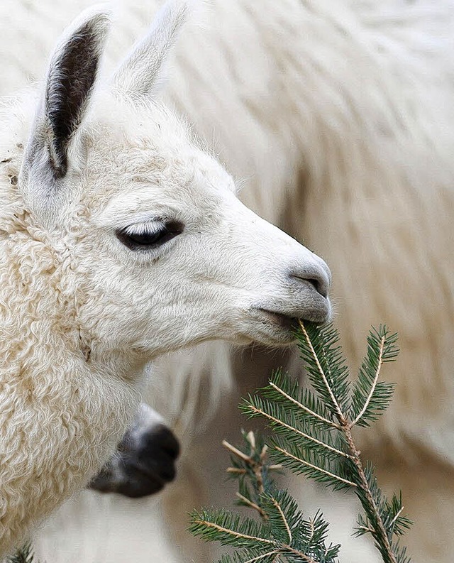 Ein Lama knabbert am Zweig, lecker.  | Foto: www.zoobasel.ch