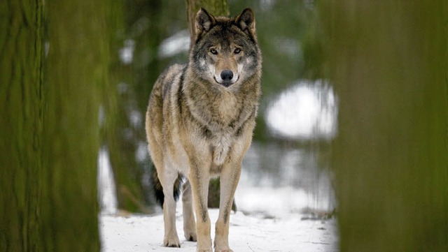 Alle 200 schwedischen Wlfe stammen nur von  drei Tieren  ab.  | Foto: dpa