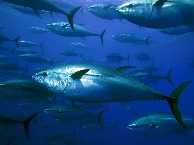 Fische fressen immer mehr Plastikmll  | Foto: dpa