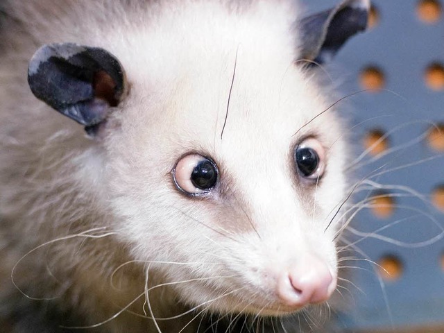 Heidi, das schielende Opossum.  | Foto: dpa