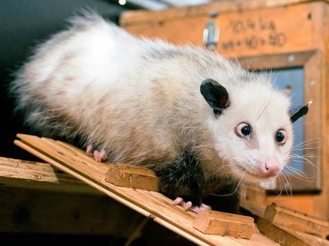 Ganz vorsichtig wagt sich die Opossum-Dame Heidi runter.  | Foto: dpa