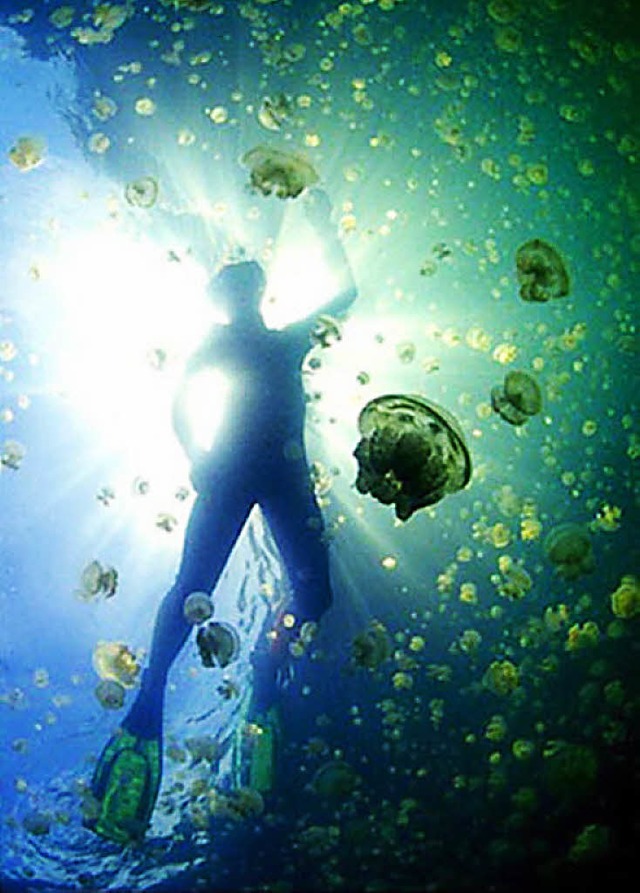 Tauchen mit Quallen: ein Traum fr alle Freunde des Unterwassersports?   | Foto: PR