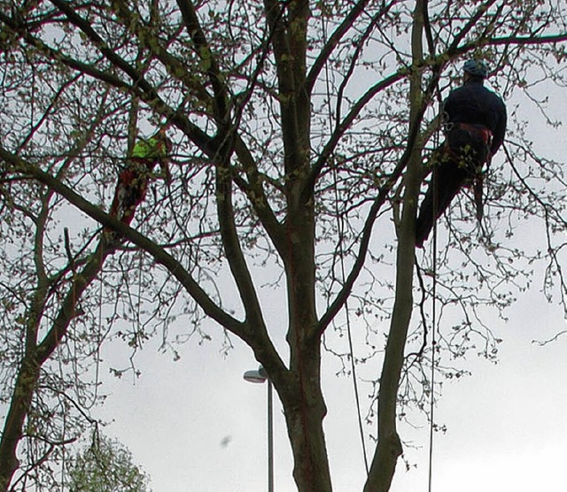Viel Verantwortung bernehmen die Baumpfleger.   | Foto: LAUBER