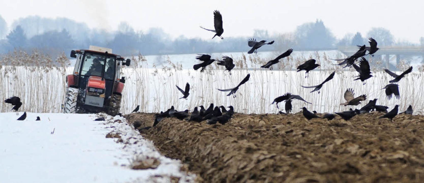 Bei Schnee und Kälte haben es Vögel ni...eicht, ausreichend Nahrung zu finden.   | Foto: Siegfried Gollrad