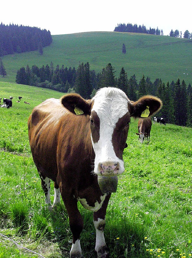 Schwarzwlder Kuh    | Foto: Scherfling