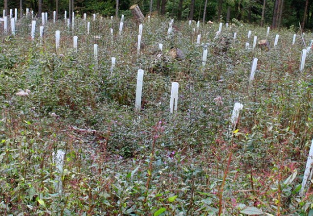 2010 wurde eine Sturmflche oberhalb v...ld mit Eichensetzlingen aufgeforstet.   | Foto: K. Heiss