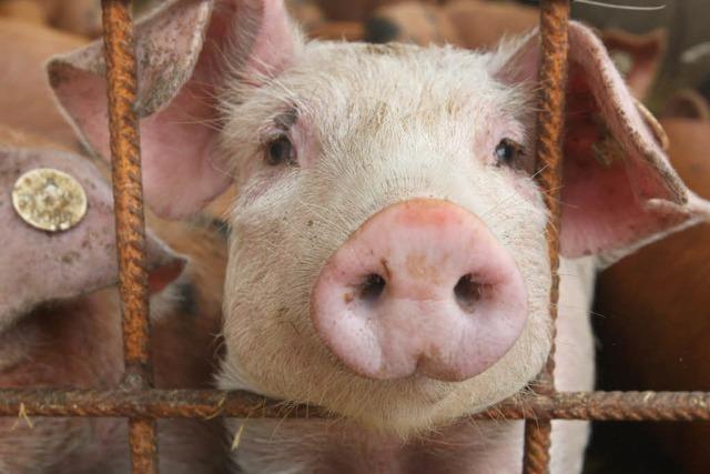 Südbadische Schweinemäster fürchten um ihre Existenz