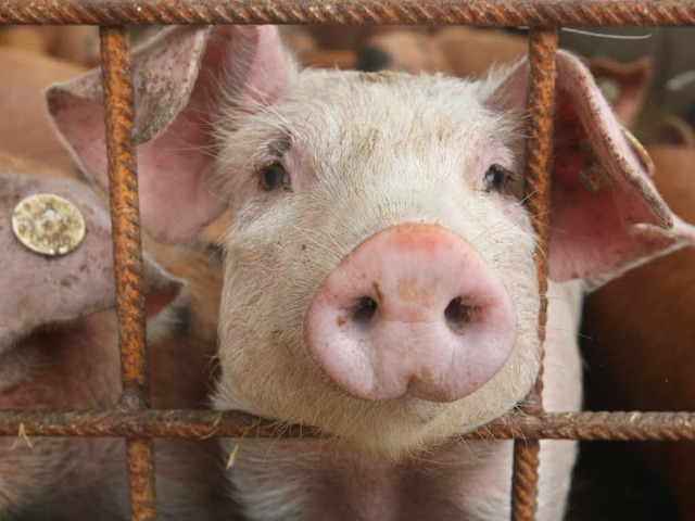 Den Schweinemstern macht der Dioxinskandal groe Probleme.  | Foto: dpa