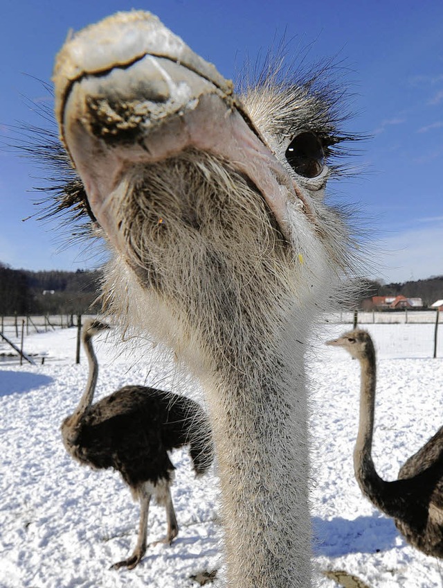 Freuen sich schon auf ein Zuhause bei ...Luttinger Gewann Steincker:  Straue   | Foto: DPA