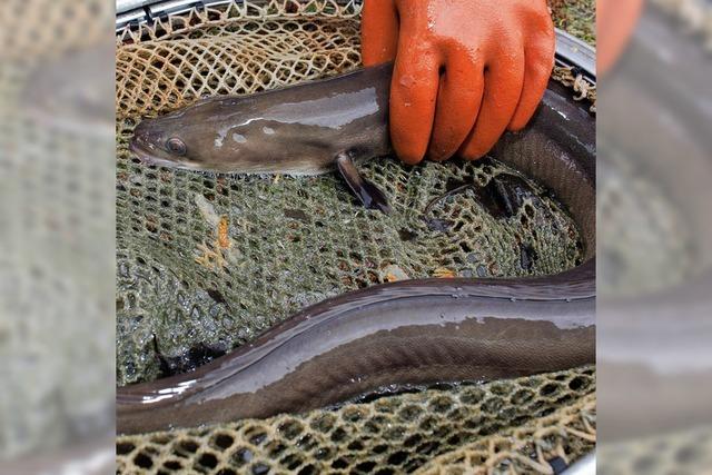 Schadstoffe im Fisch - vor allem Aal hat’s in sich