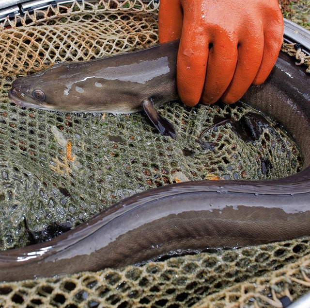 Magere Fische sind weit weniger mit Sc... belastet als so ein fetter Flussaal.   | Foto: dpa