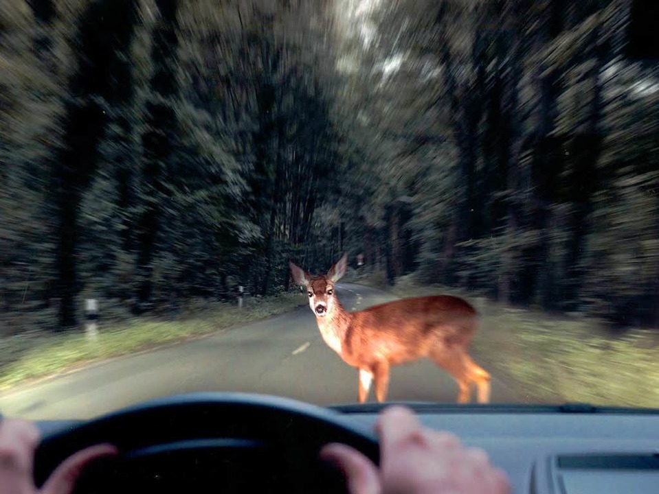 In freier Natur sind Rehe ziemlich sic...ae, begeben sie sich in groe Gefahr.  | Foto: Fotos: Photocase.de/Stefles, Pixelio