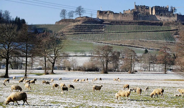   | Foto: Wilhelm Billharz jun.