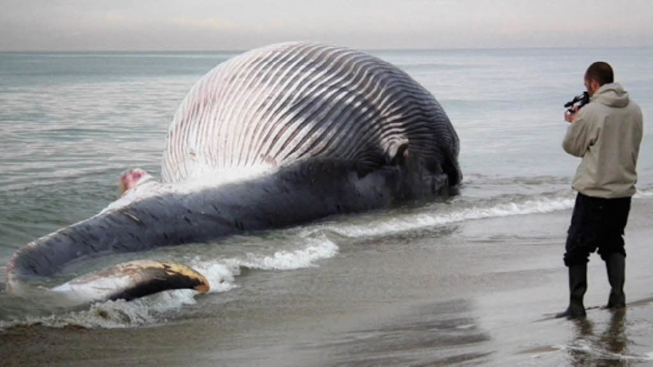 Гигантский круглый кит