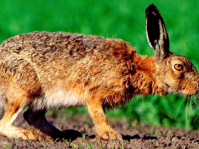 Feldhasen ernhren sich von Gras statt von Loftys.  | Foto: dpa/dpaweb