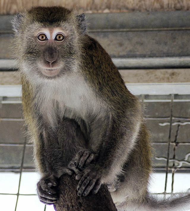 Einer der beiden Java-Affen im Rosenfelspark.   | Foto: CHarlotte JanZ