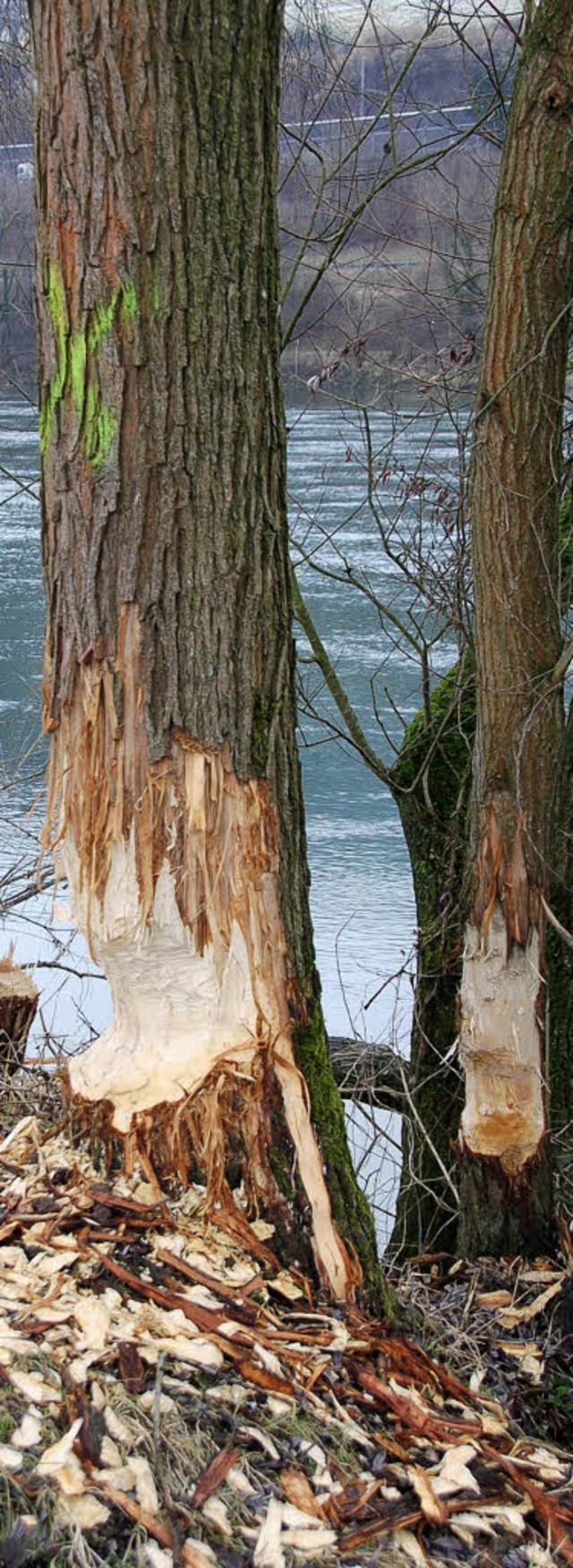 Fr manche Bume kommt allerdings jede... Kreuz markiert den zu fllenden Baum.  | Foto: Felicitas Rohrer (froh)