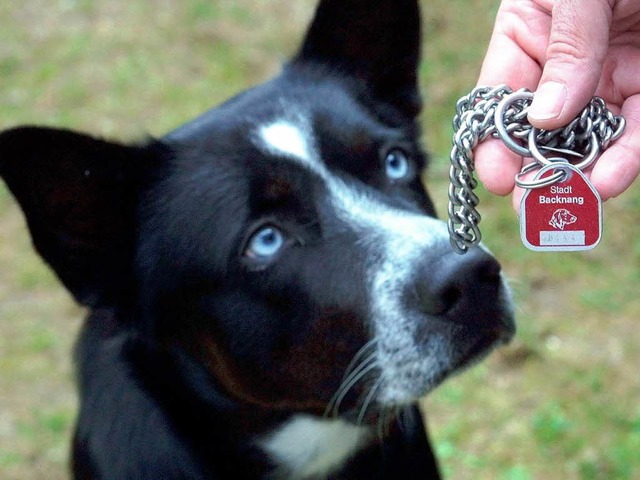 Nur wer eine Hundesteuer-Marke besitzt, darf weiterleben.  | Foto: dpa